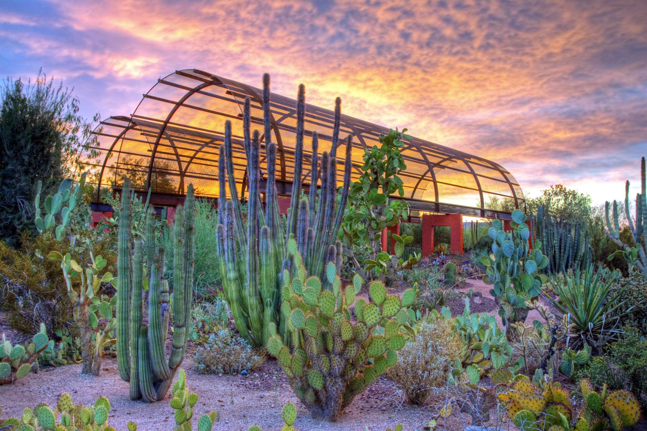 December Culture Pass Spotlight: Desert Botanical Garden